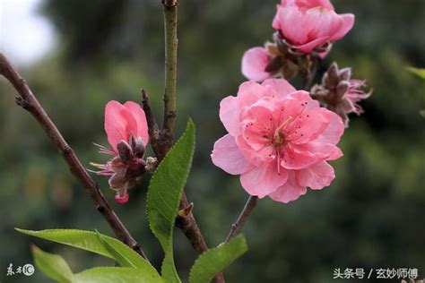 陰桃花 意思|陰桃花是什麼意思 陰桃花真的存在嗎